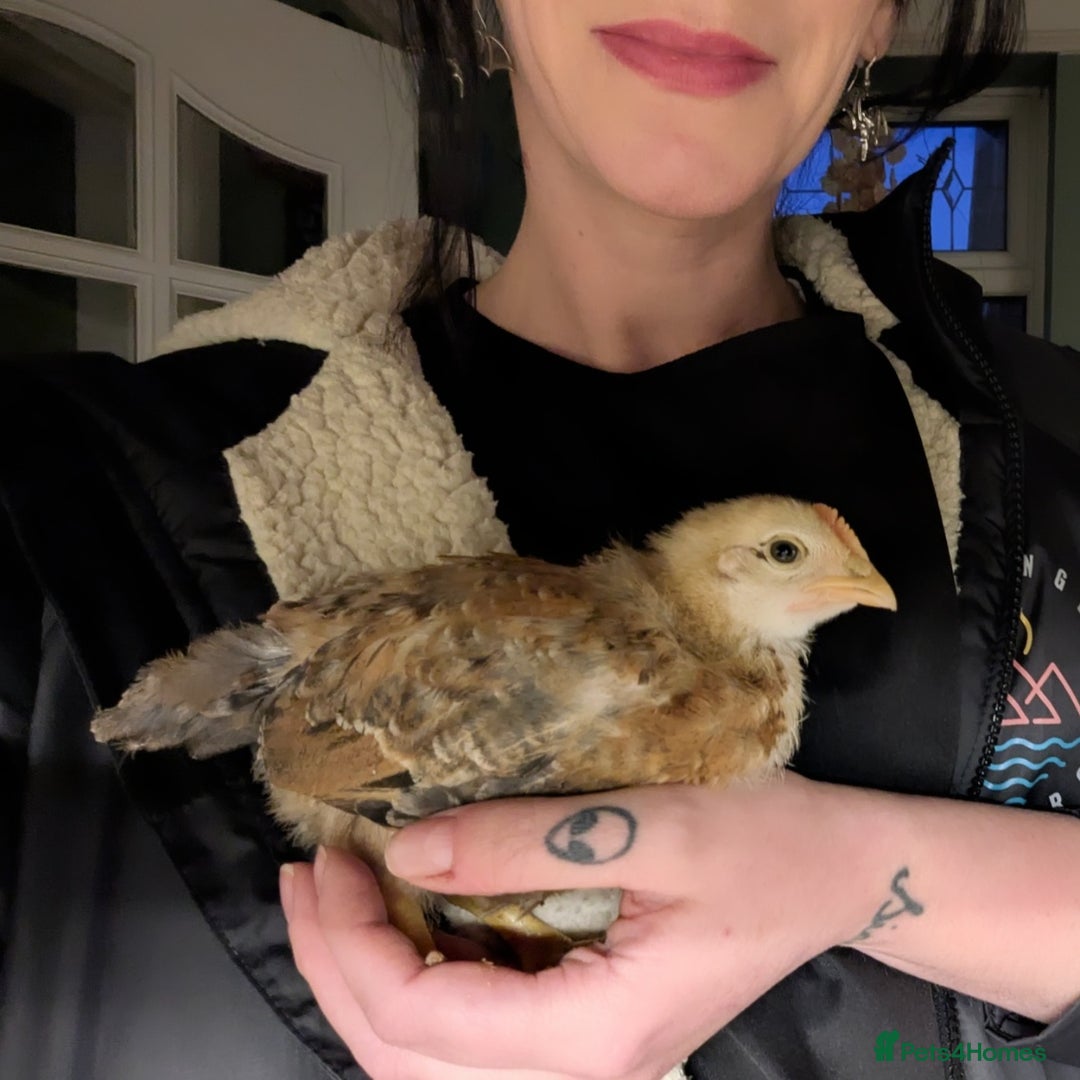 Chickens poultry for sale: Young Cockerels for sale - Advert 1