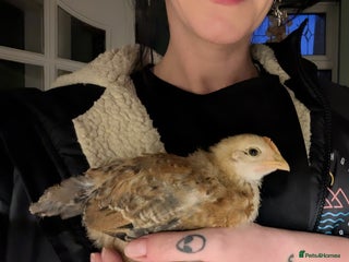 Chickens poultry Young Cockerels for sale - Advert 1