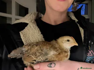 Chickens poultry Young Cockerels for sale - Advert 24