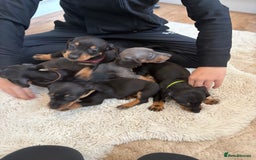 Miniature Dachshund dogs for sale: Miniature dachshund  - Image 1