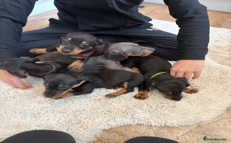 Miniature Dachshund dogs - Advert 10
