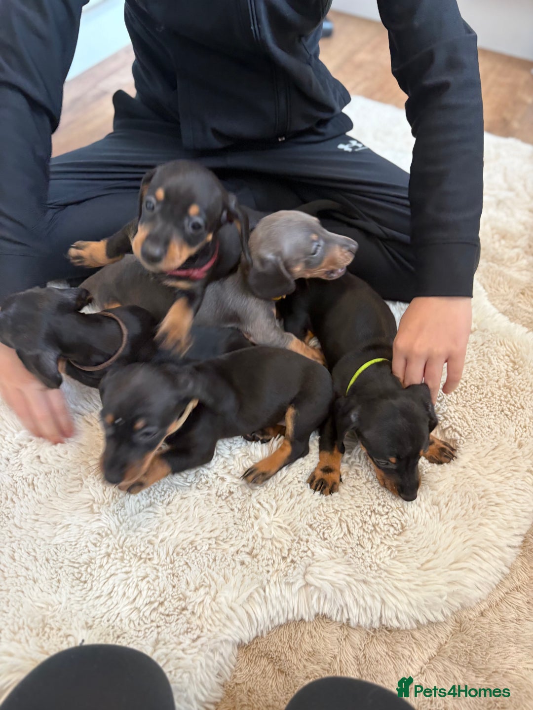 Miniature Dachshund dogs for sale: Miniature dachshund  - Image 1