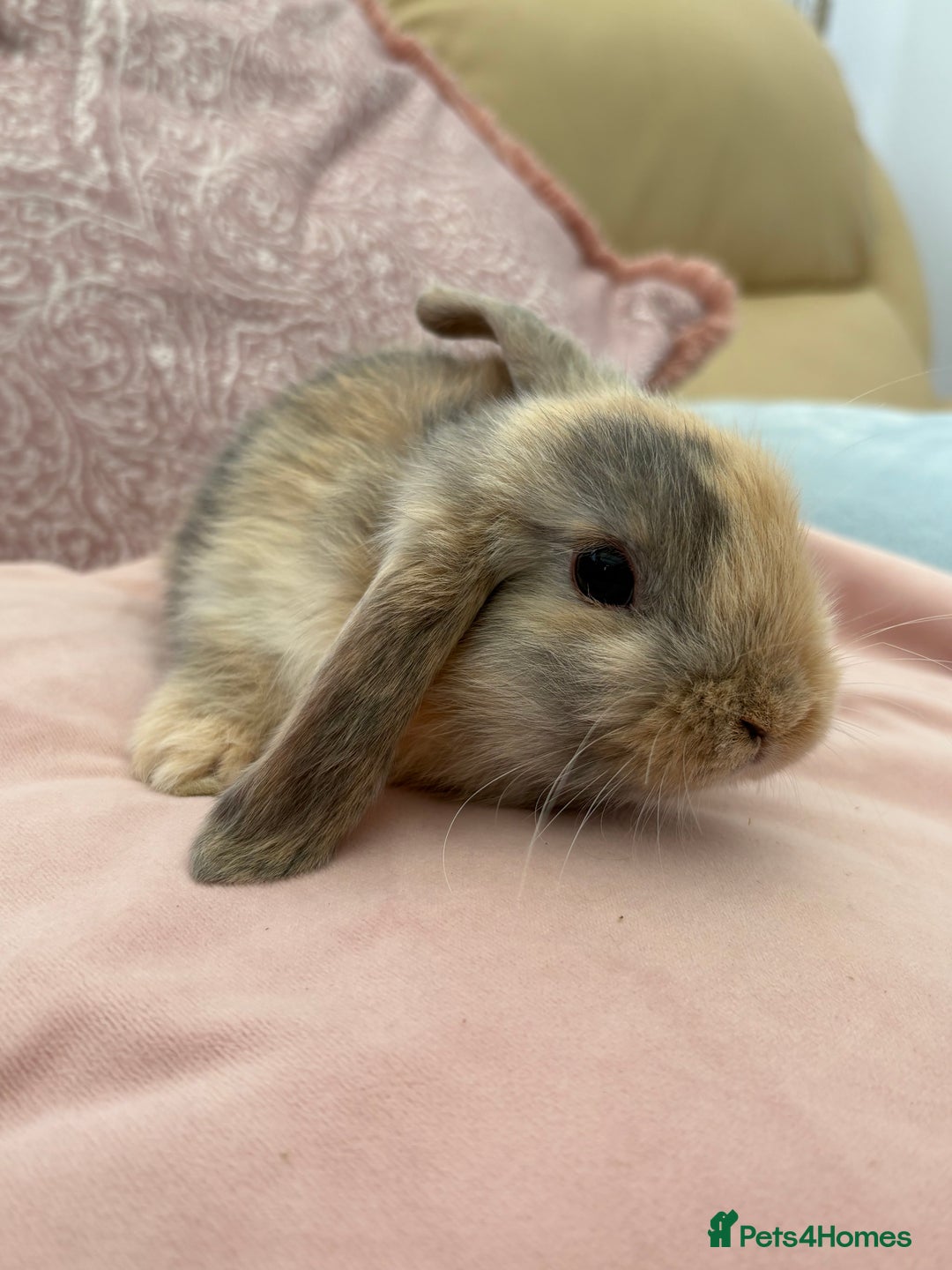Mini Lop rabbits for sale: Beautiful mini lop bunnies  - Advert 3