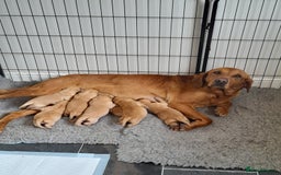 Labrador Retriever dogs for sale: KC Registered Labrador Puppies - Image 5