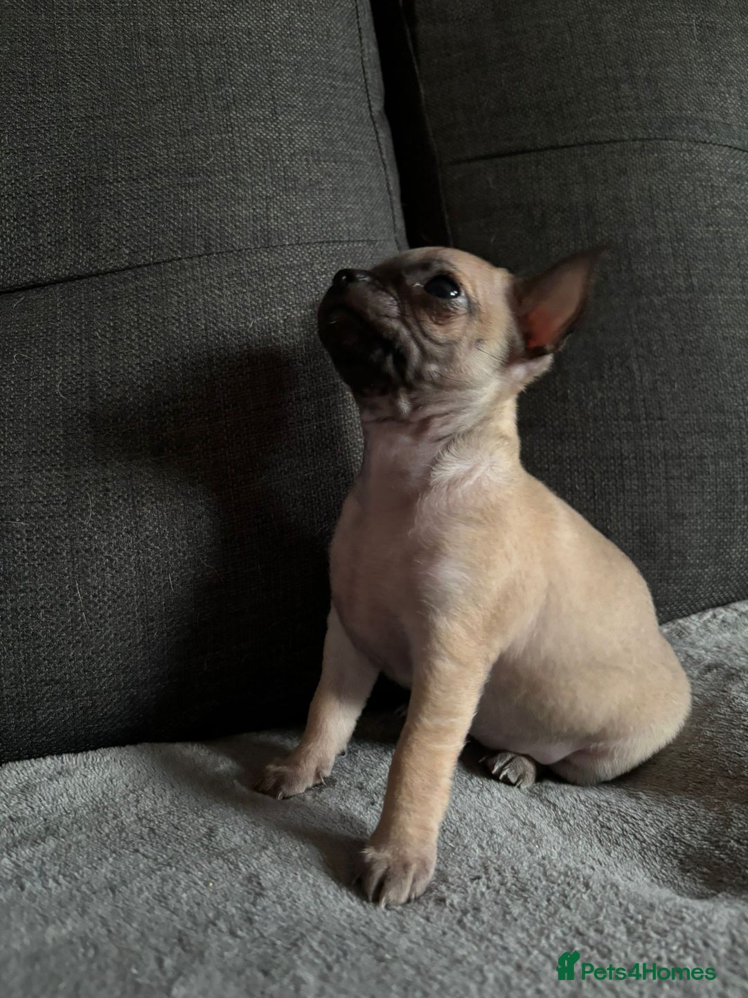 Chihuahua dogs for sale: Chihuahua Puppies For Sale Eastbourne  - Image 6