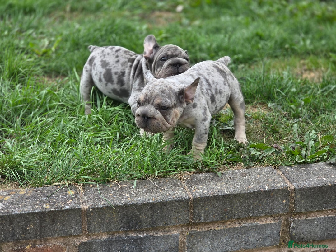 French Bulldog dogs for sale: Blue and tan merle french bulldogs - Image 4