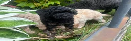 Poodle dogs for sale: Classic Poodle Puppies–Timeless Beauty in Stoke-on-Trent - Advert 6