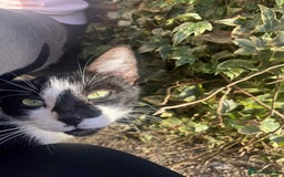 Mixed Breed cats for sale: Kittens for sale  - Image 9