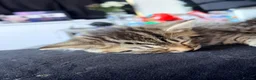 British Longhair cats for sale: Stunning fluffy British Longhair X Well Socialised in Norwich - Advert 18