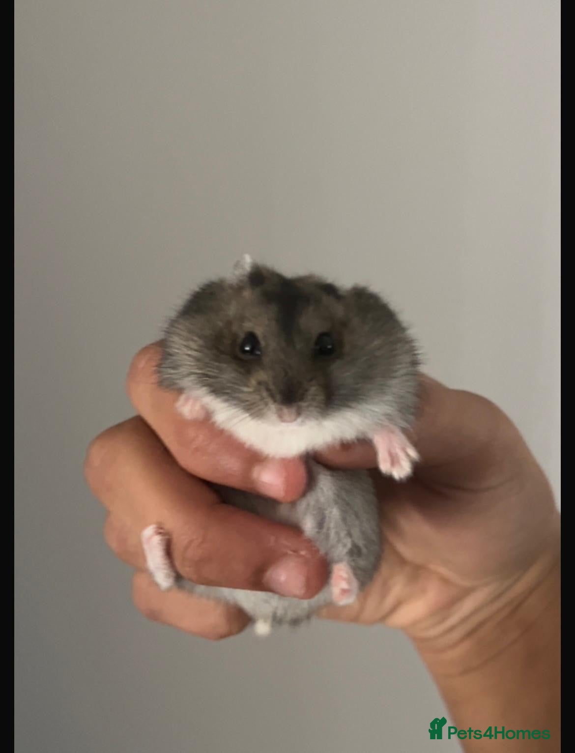 Hamster rodents Hamsters  - Advert 7