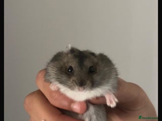 Hamster rodents Hamsters - Advert 1