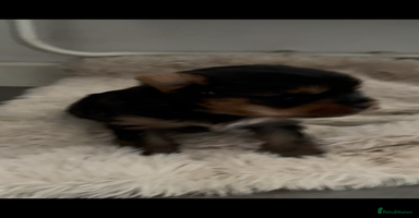 Mixed Breed dogs - Advert 1