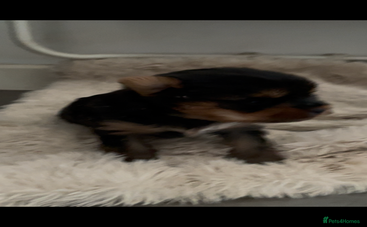 Mixed Breed dogs - Advert 3