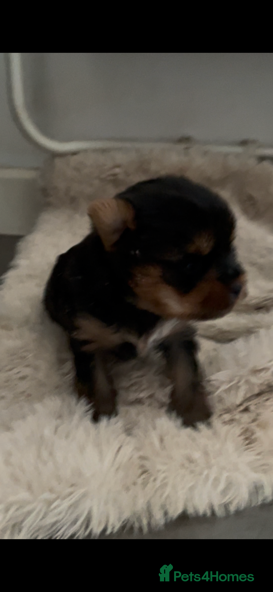 Mixed Breed dogs for sale: Biewer terrier puppy male, vaccs chip ect  - Image 2