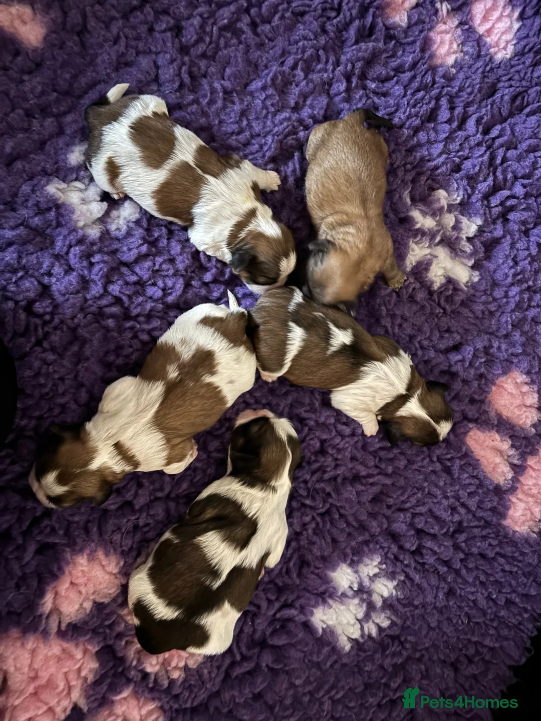 Shih Tzu dogs for sale: ** Beautiful boy and girl shihtzu ready ** - Advert 16