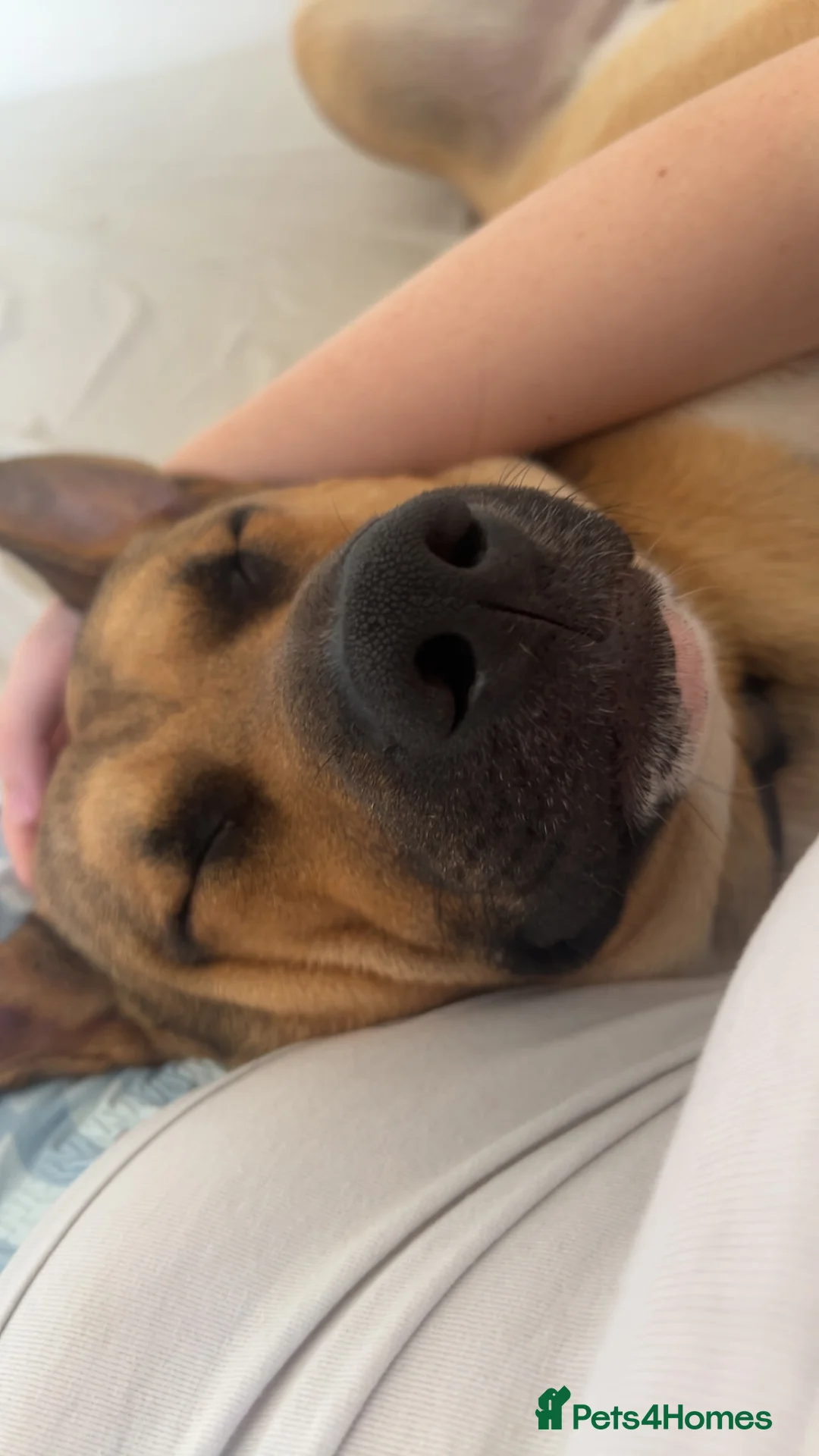 Mixed Breed dogs for sale: 1 year old dog for sale in Andover - Advert 2