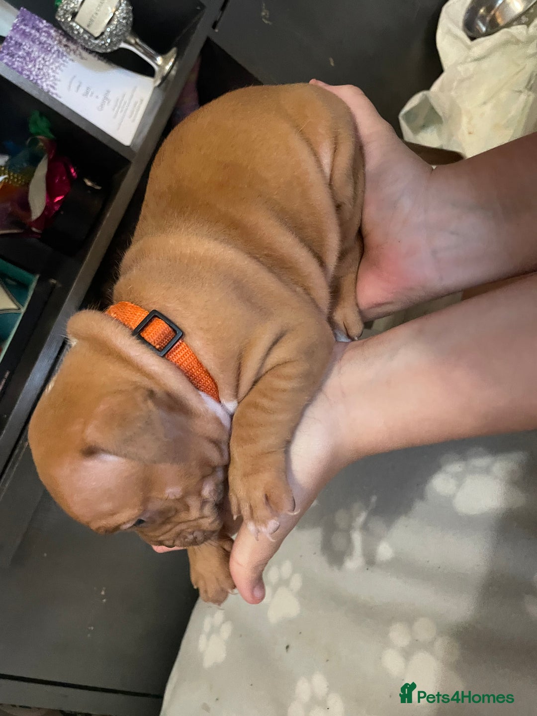 Staffordshire Bull Terrier dogs for sale: Staffy puppy  - Image 14