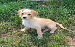 Jackapoo dogs for sale: Golden Male Jack-A-Poo Puppy - Image 3