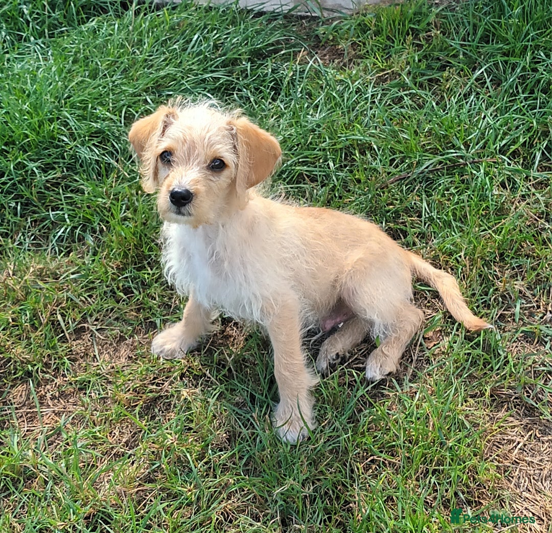 Jackapoo dogs for sale: Golden Male Jack-A-Poo Puppy - Image 3