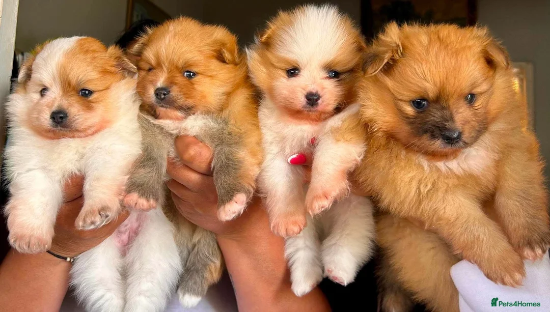 Pomeranian dogs for sale:  Pomeranian Puppies – Available to Reserve - Advert 2