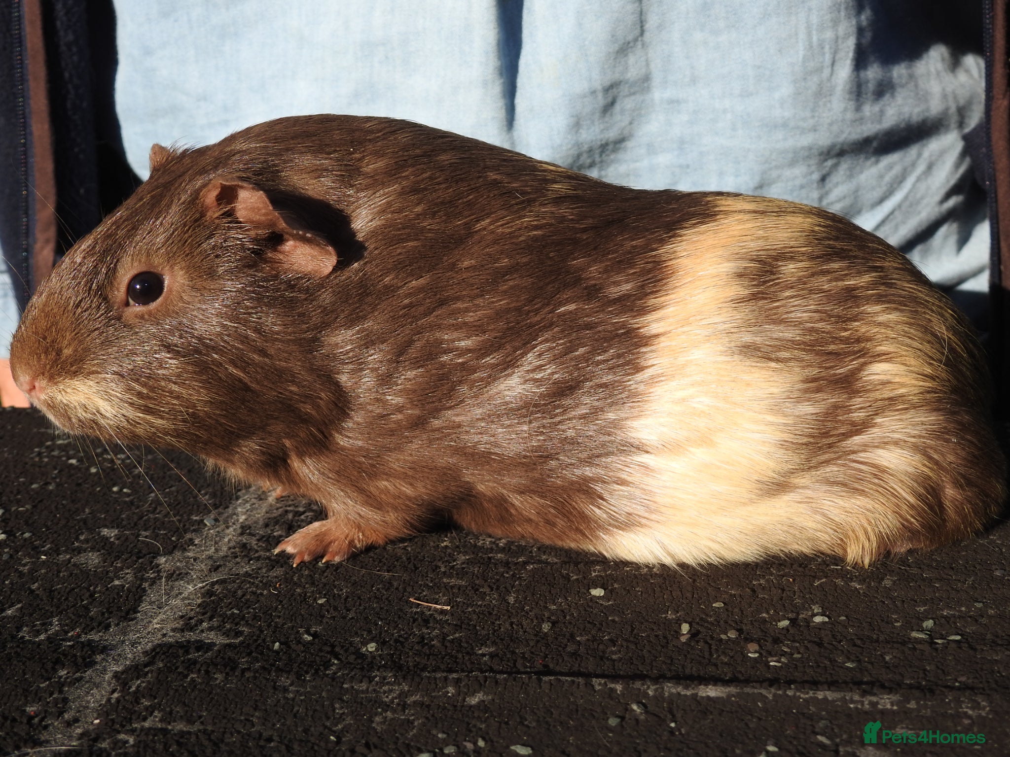 Guinea Pig rodents Pretty Female Guinea pigs for sale - Advert 1