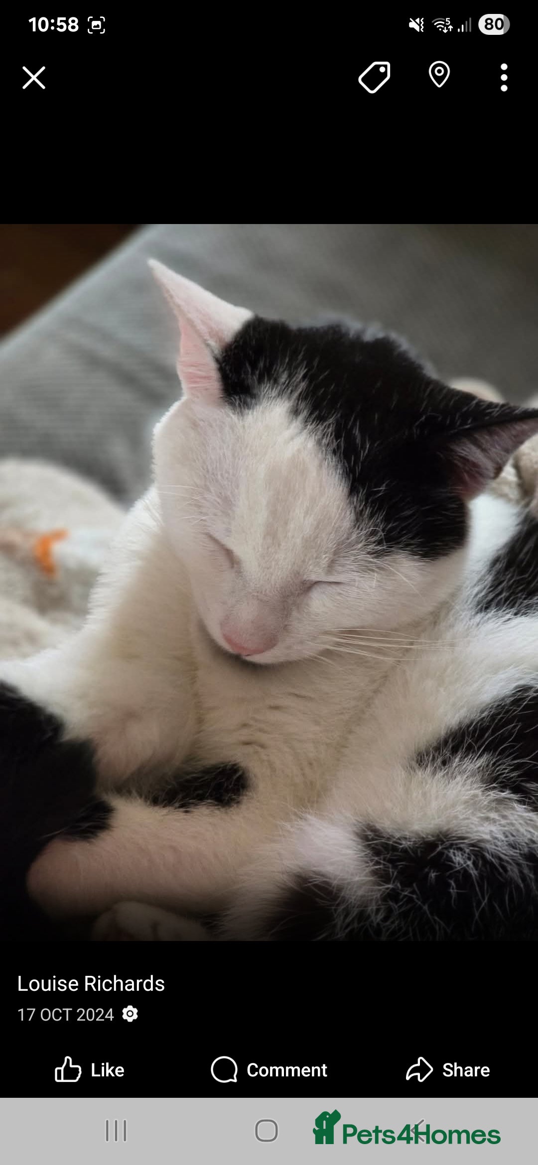 Manx cats Brothers - Advert 1