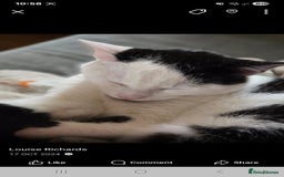 Manx cats for sale: Brothers - Image 1