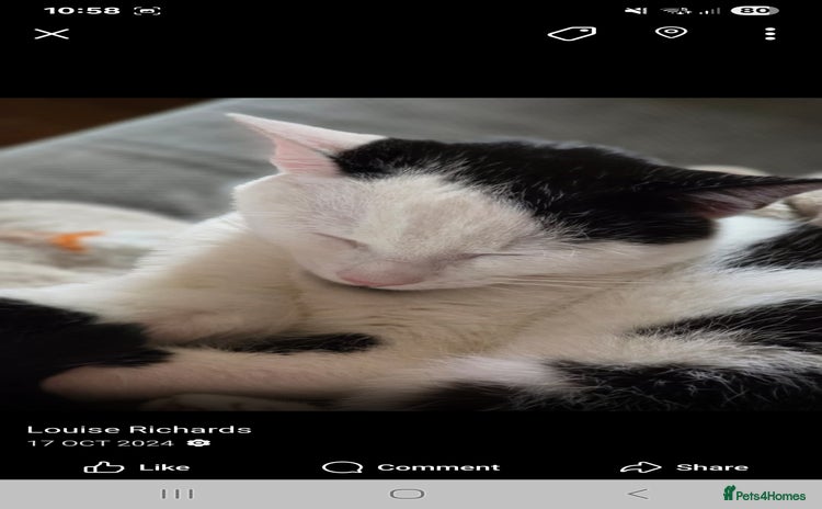 Manx cats - Advert 1