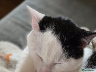 Manx cats - Advert 16