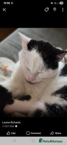 Manx cats - Advert 1