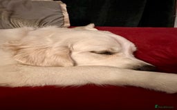 Golden Retriever dogs for sale: Gorgeous 9 months old Golden Retriever  - Image 8