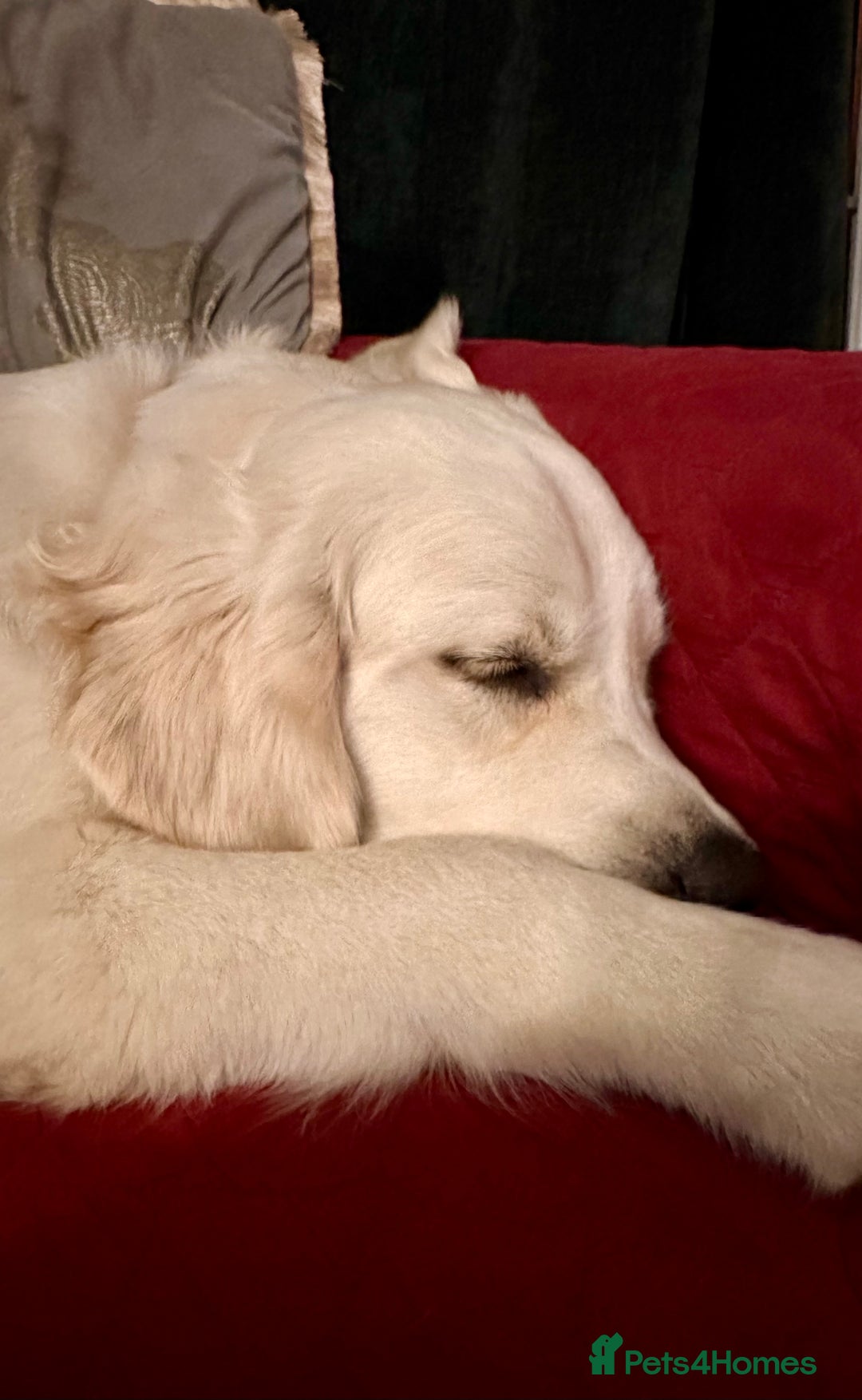 Golden Retriever dogs for sale: Gorgeous 9 months old Golden Retriever  - Image 8