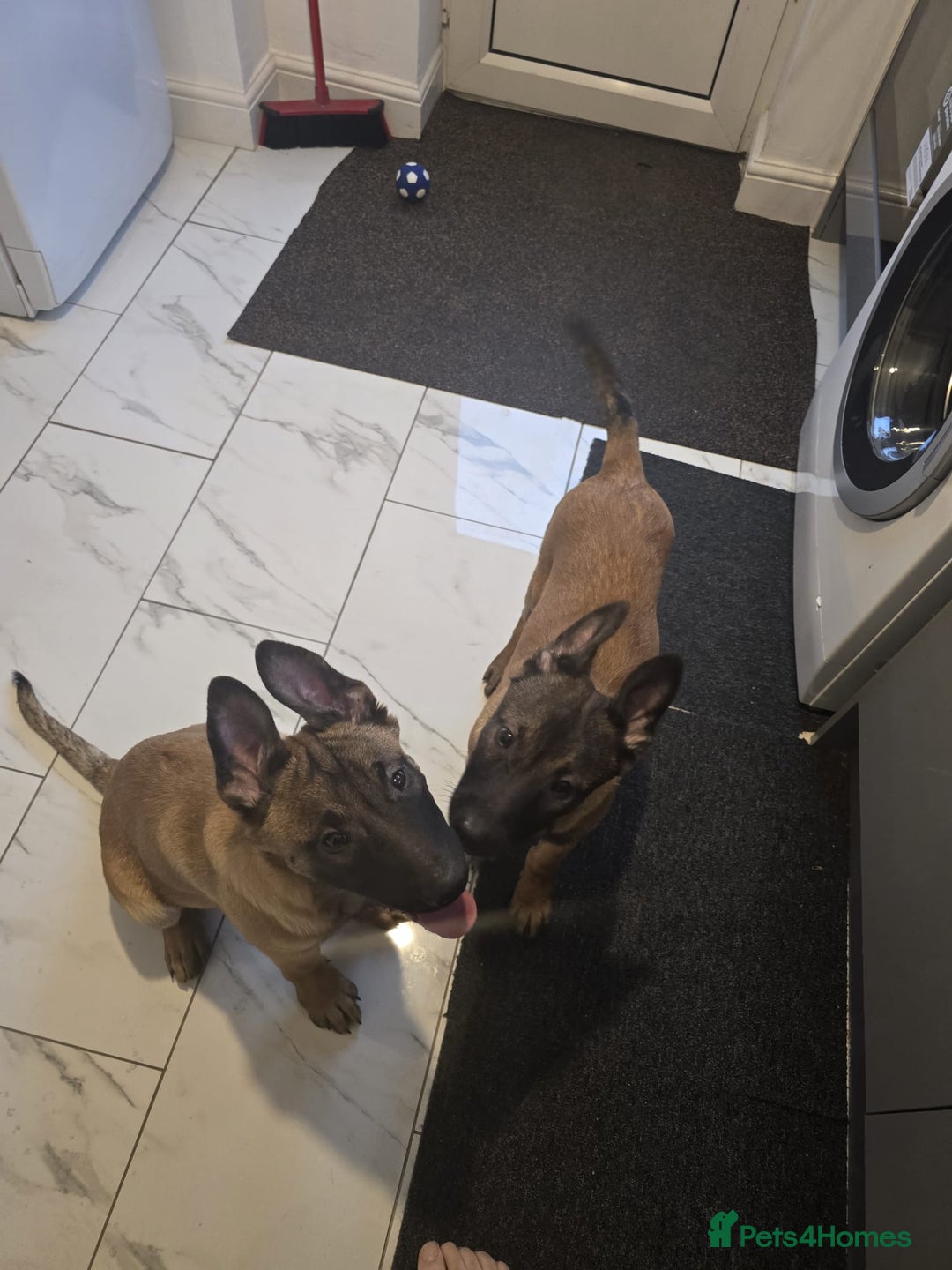 Belgian Shepherd Dog dogs for sale: 2 Belgian Shepherd puppies  - Advert 6