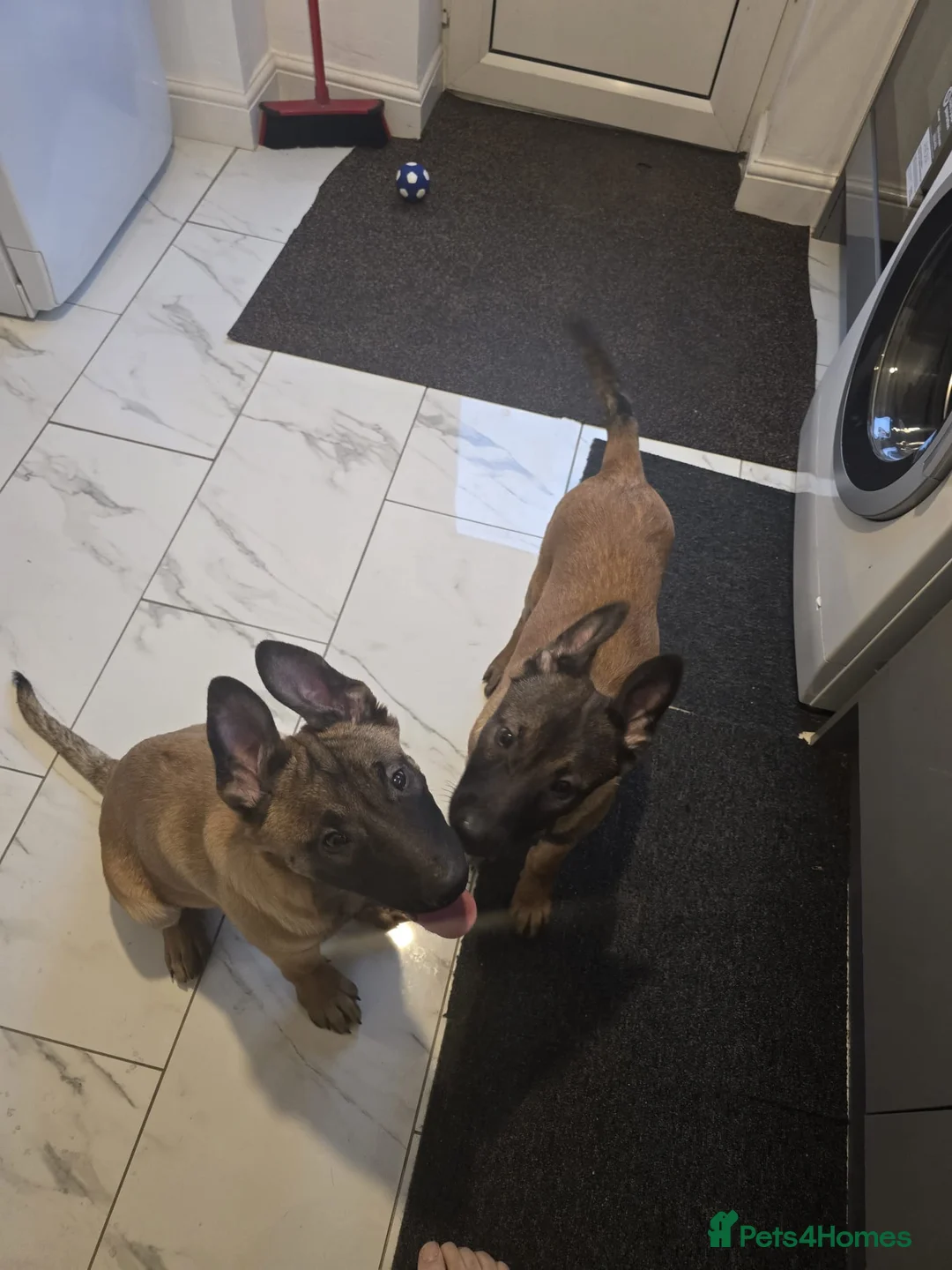 Belgian Shepherd Dog dogs for sale: 2 Belgian Shepherd puppies  - Advert 6