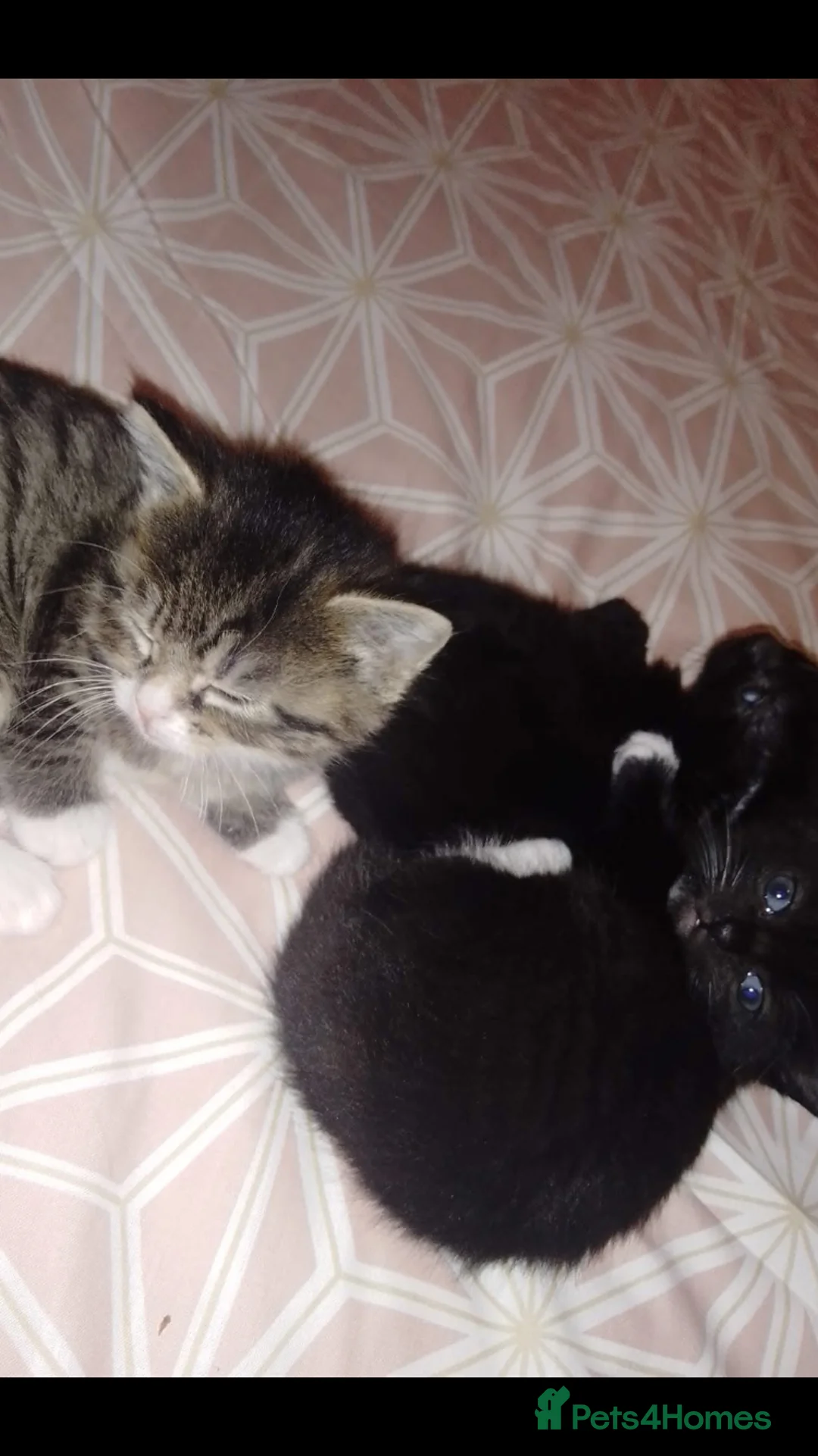 Mixed Breed cats for sale: Kittens - Advert 9
