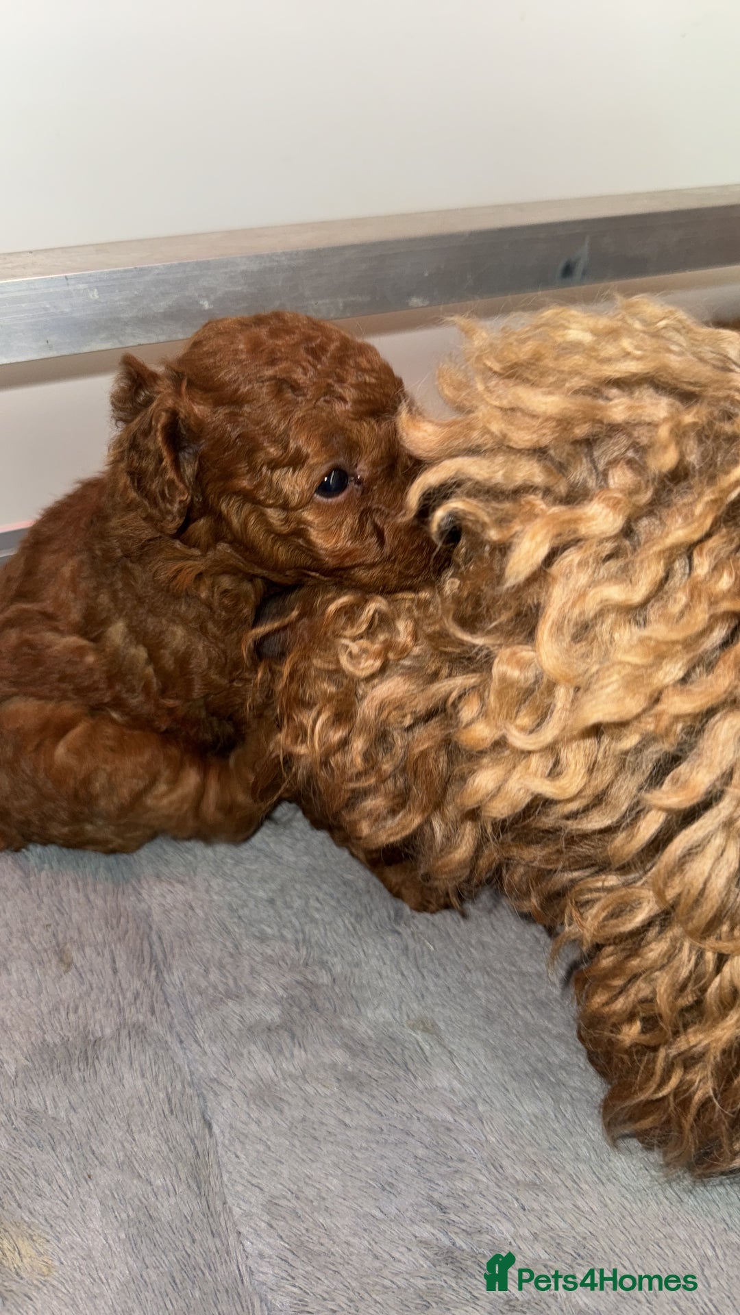 Toy Poodle dogs for sale: 🐩 Beautiful Deep Red Toy Poodle Puppy - Image 5