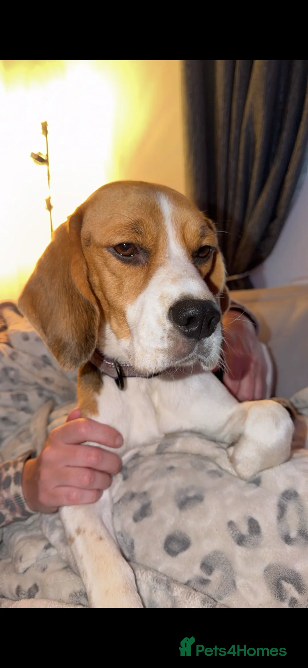 Beagle dogs for sale: Beagle puppies 🐶  in Birkenhead - Advert 1