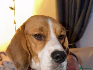 Beagle dogs Beagle puppies 🐶 - Advert 1