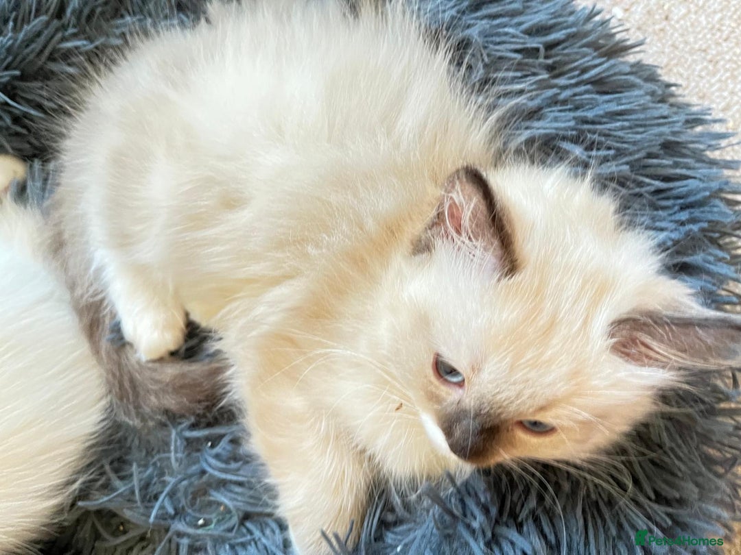 Ragdoll cats for sale: 4 Ragdoll Kittens - Advert 15