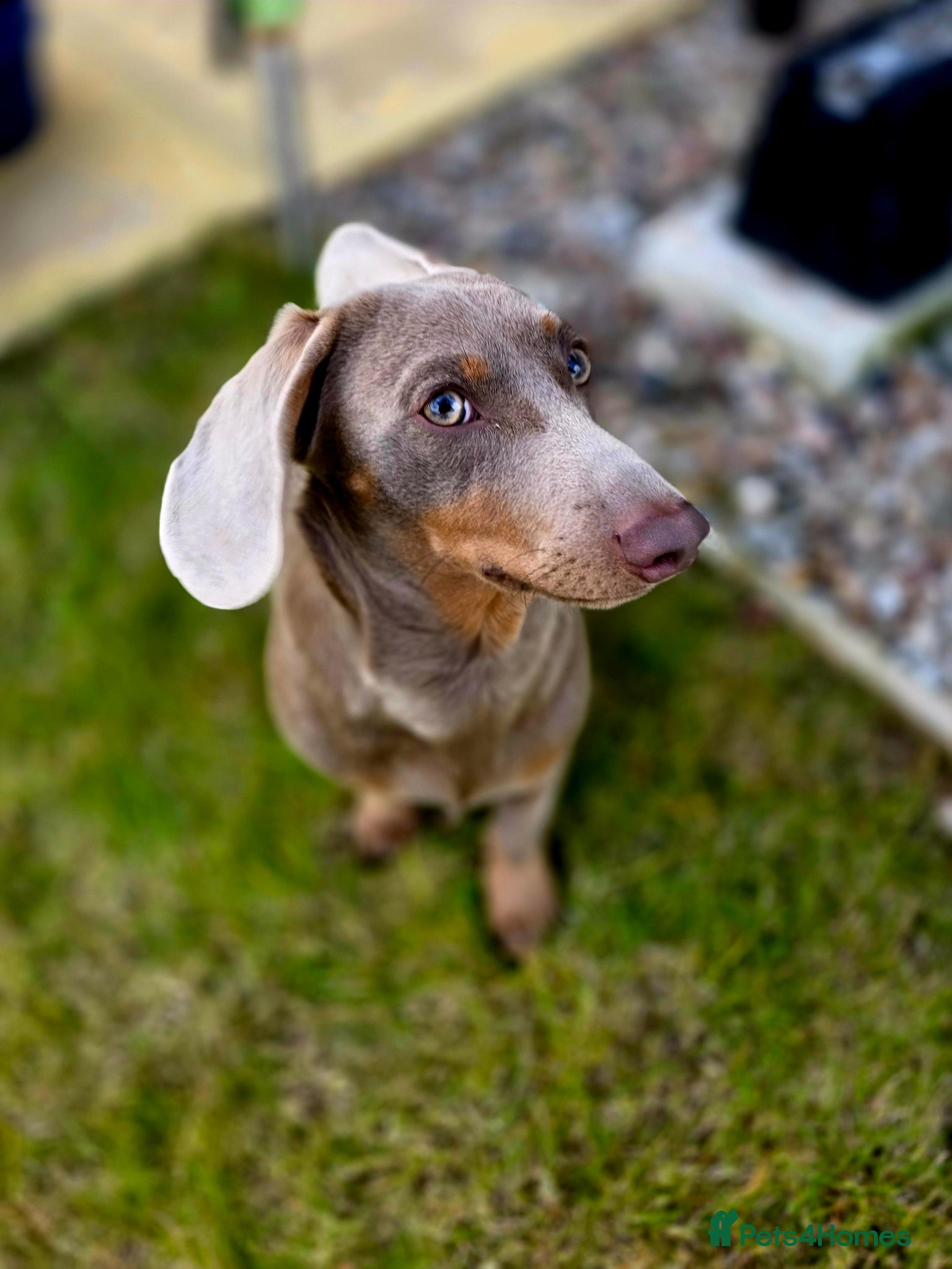Miniature Dachshund dogs Tan colour miniature dachshund  - Advert 1