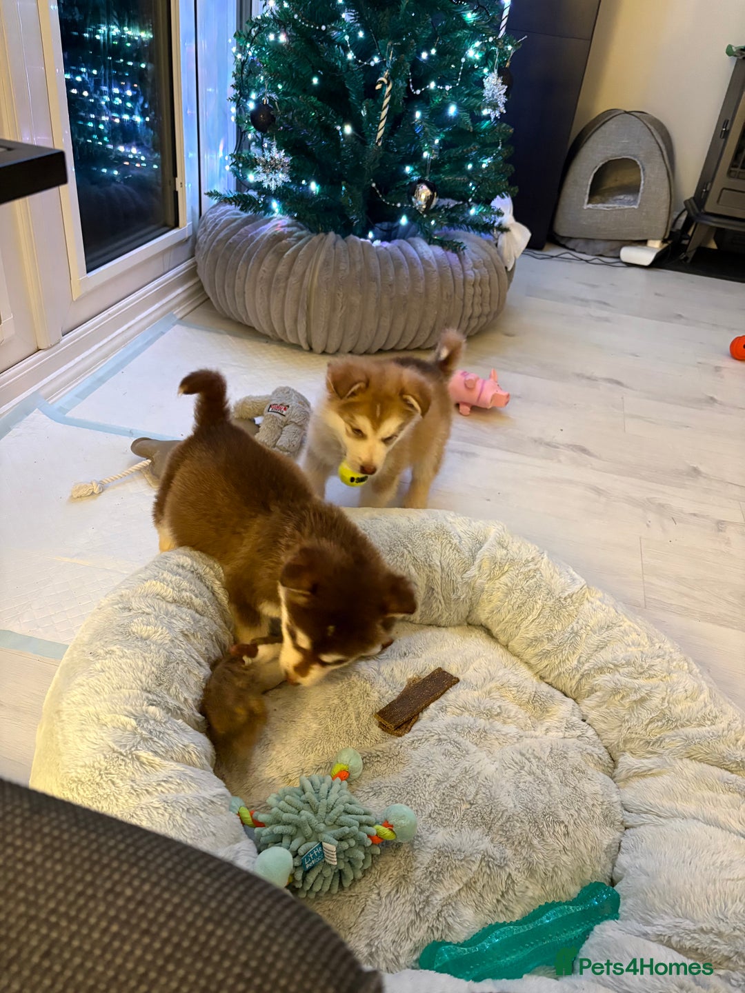 Mixed Breed dogs for sale: Dakota and Akila - Advert 5