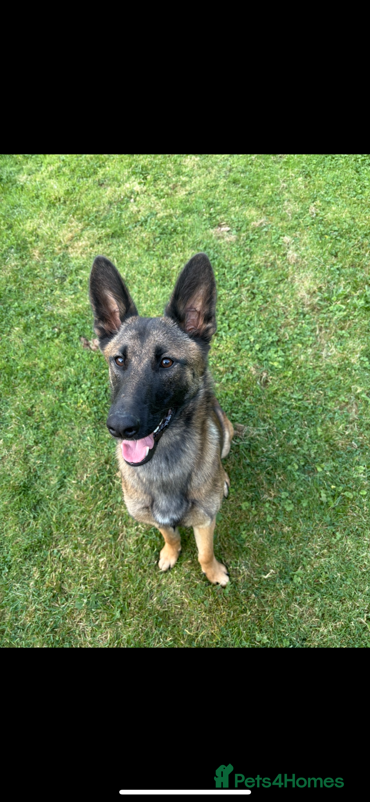 Belgian Shepherd Dog dogs Mali bitch 1yr  - Advert 1