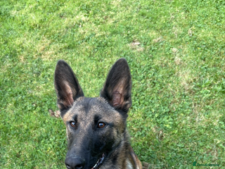 Belgian Shepherd Dog dogs Mali bitch 1yr - Advert 11