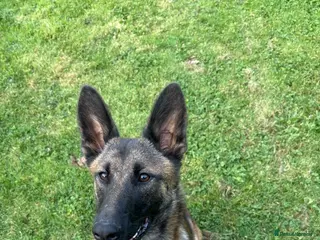 Belgian Shepherd Dog dogs Mali bitch 1yr - Advert 3