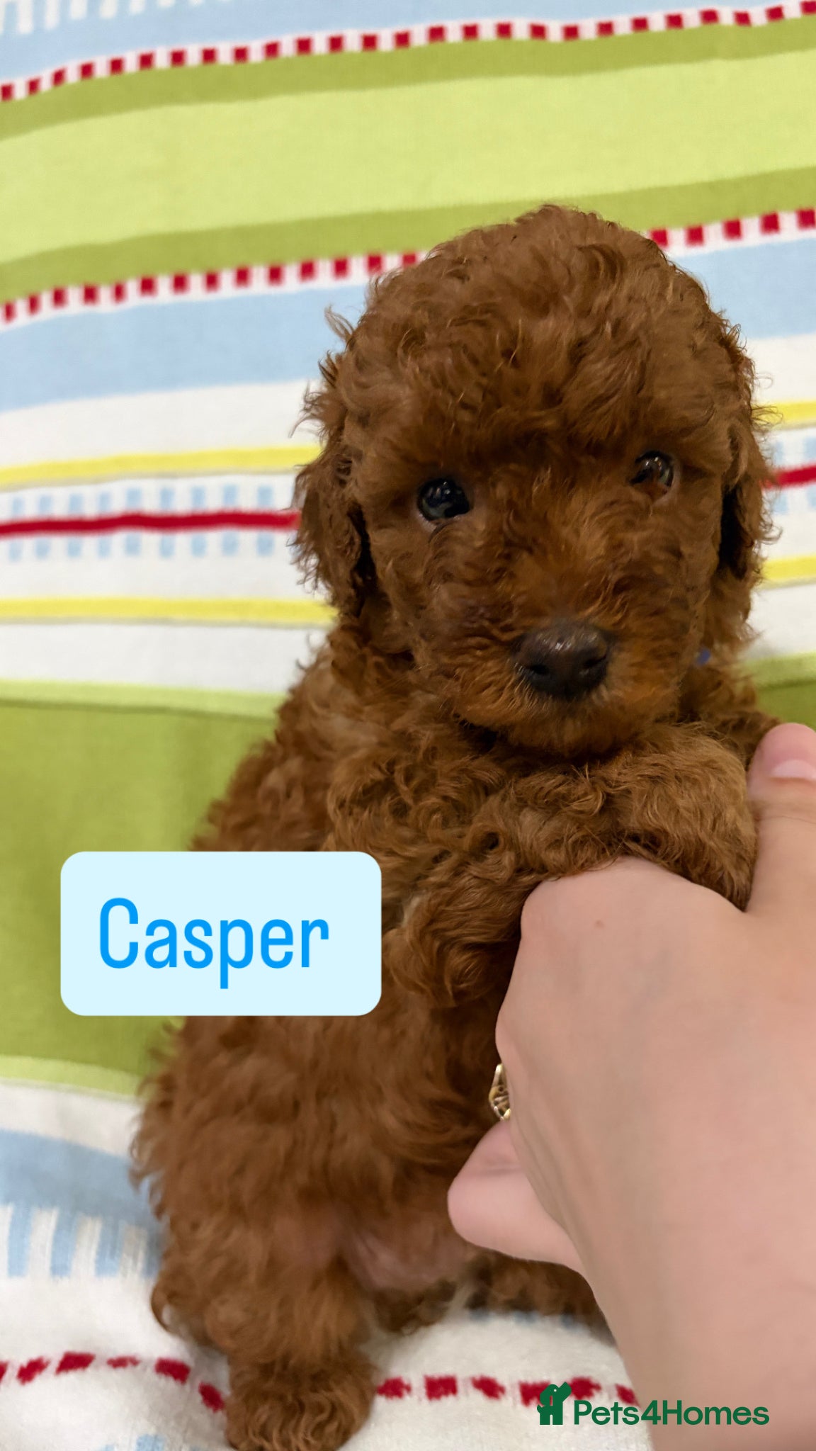 Toy Poodle dogs for sale: KC REGISTERED toy poodle puppies - Advert 15