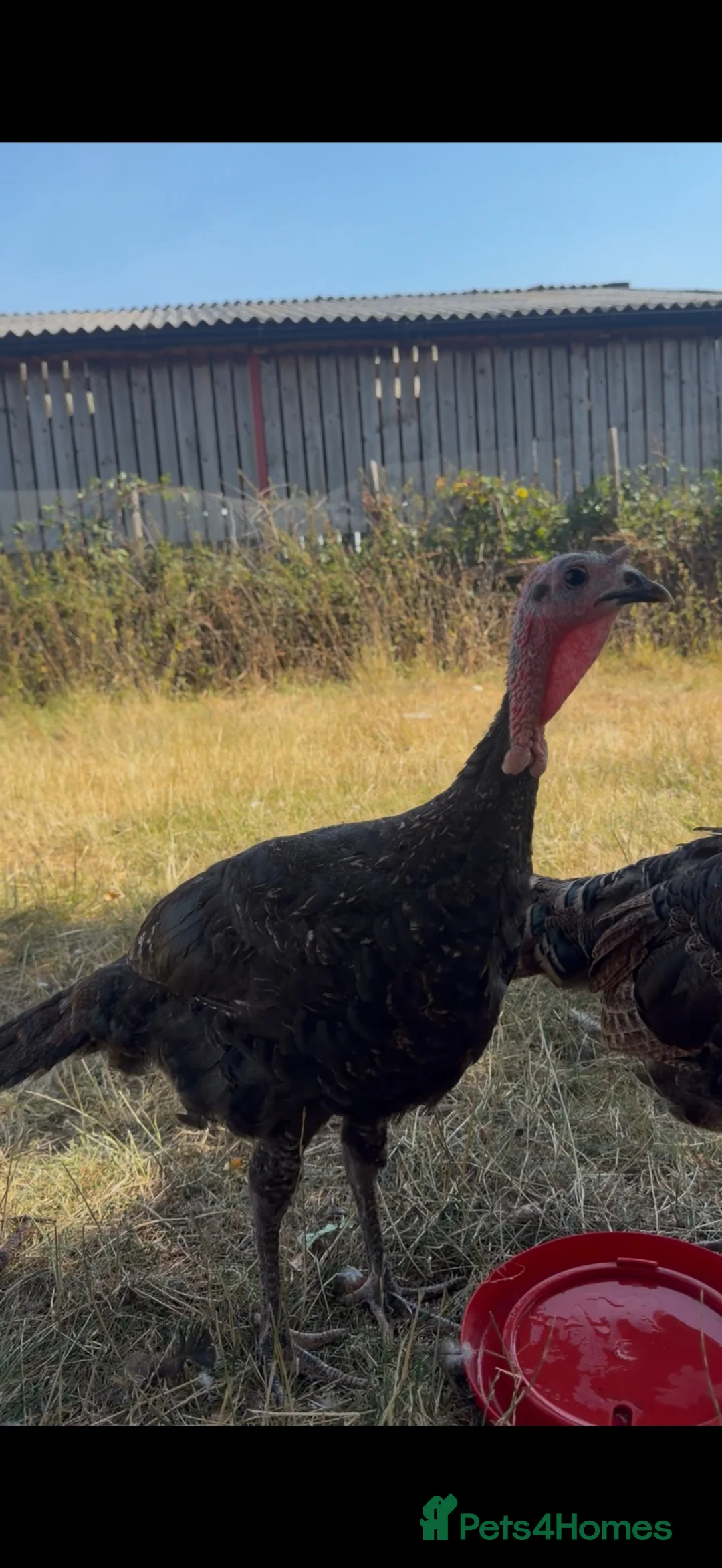 Turkeys poultry for sale: Stunning breeding quartet of Turkeys in Birmingham - Advert 7
