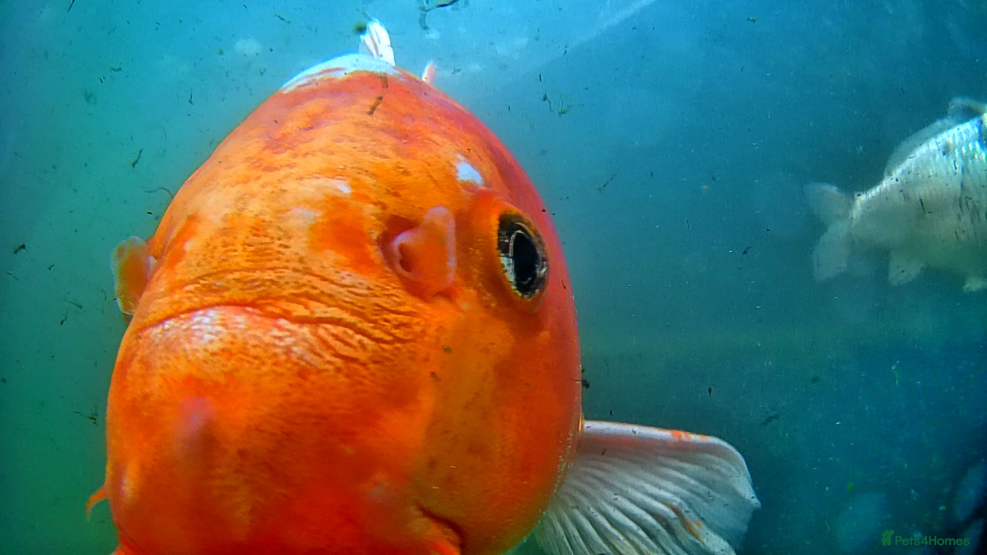 Koi Carp fish Koi Carp - Advert 1