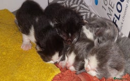 Mixed Breed cats for sale: Beautiful Maine Coon x kittens - Image 3