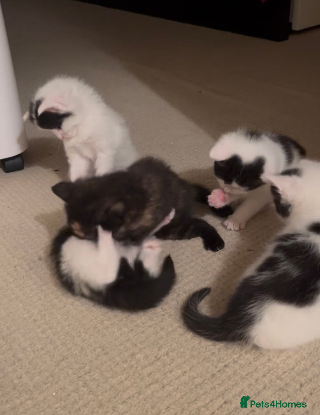 Mixed Breed cats for sale: 5 kittens looking for forever home  - Image 13