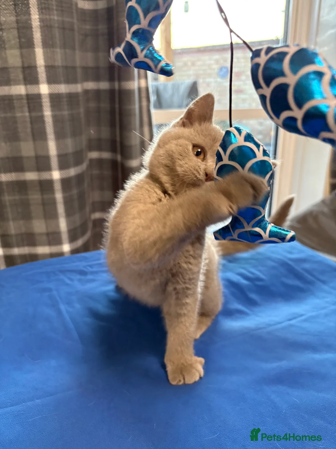 British Shorthair cats for sale: British shorthair kittens in Ipswich - Advert 20